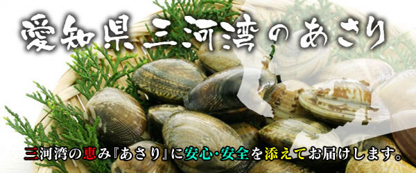 愛知県三河湾のあさり